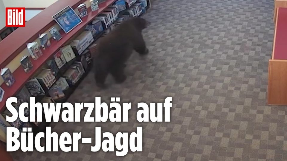 Ein Schwarzbär steht in einer Bibliothek in Mammoth Lakes zwischen Bücherregalen – Schwarzbär Bibliothek Kalifornien
