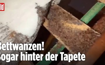 Bettwanzenbefall auf einer Matratze – massiver Bettwanzenplage-Fund in Cardiff, England