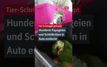 Beschlagnahmte Papageien und Schildkröten nach Tier-Schmuggel-Fund auf Sizilien durch die italienische Zollpolizei