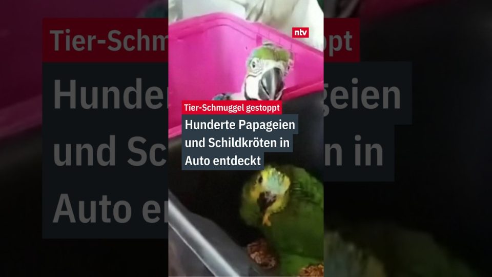 Beschlagnahmte Papageien und Schildkröten nach Tier-Schmuggel-Fund auf Sizilien durch die italienische Zollpolizei
